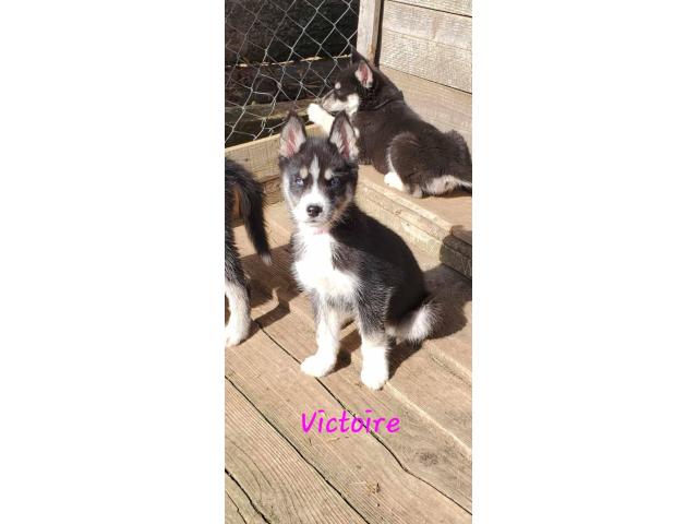 Photo magnifique chiot husky sibérien disponible image 4/5