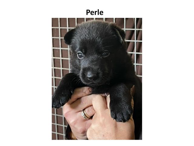 Photo magnifique chiots berger allemand image 4/6