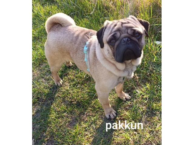 Photo magnifique pug pom (Carlin Loulou de Poméranie) image 4/5