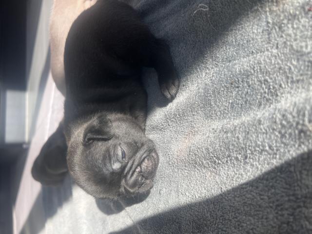 Photo Magnifiques bouledogue français image 4/6