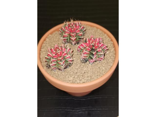 Photo Magnifiques Cactus Gymnocalycium Mihanovichii image 4/4