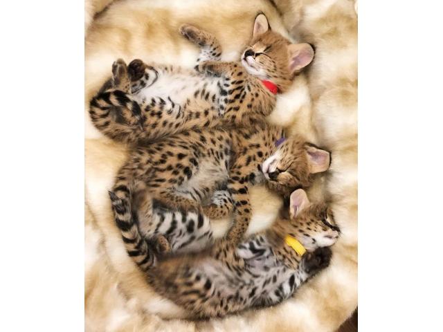 Photo magnifiques chatons serval et caracal image 4/6