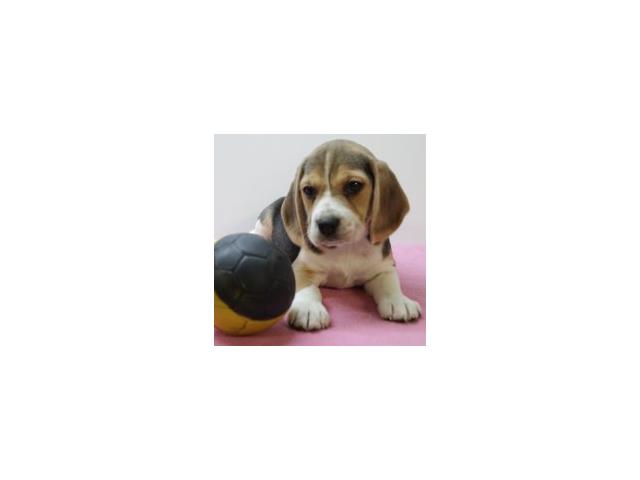 Photo Magnifiques chiots Beagle image 4/6