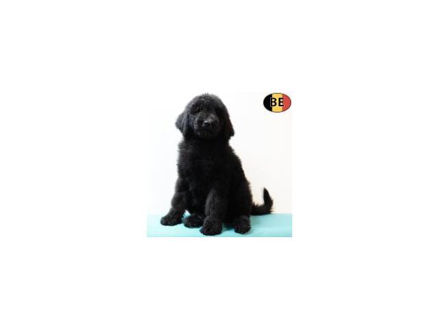 Photo Magnifiques chiots Caniche Royal image 4/6