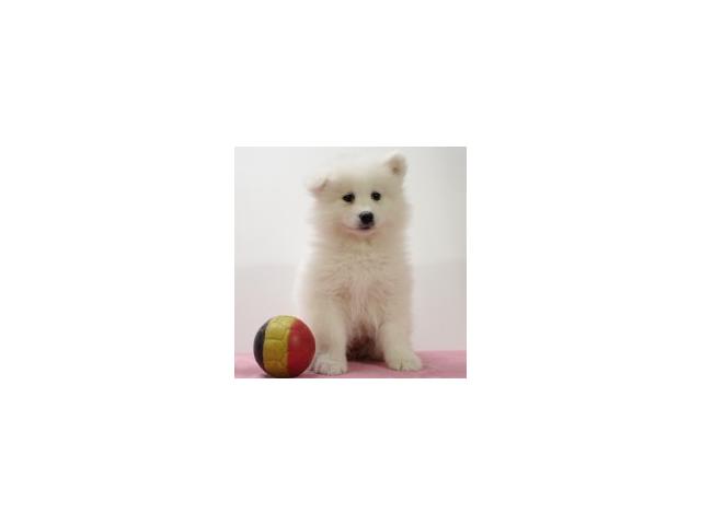 Photo Magnifiques chiots Samoyede image 4/6