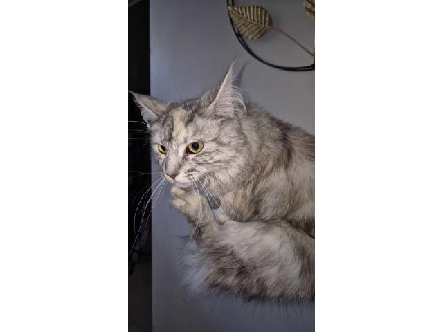 Photo Maine coon image 4/6