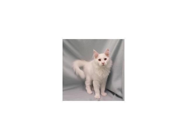 Photo Maine Coon - Splendides chatons à vendre image 4/6