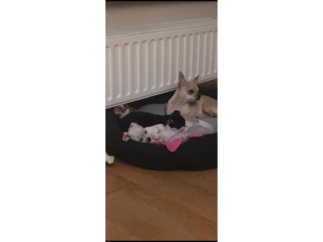 Photo Mâle chihuahua pour saillie image 4/6