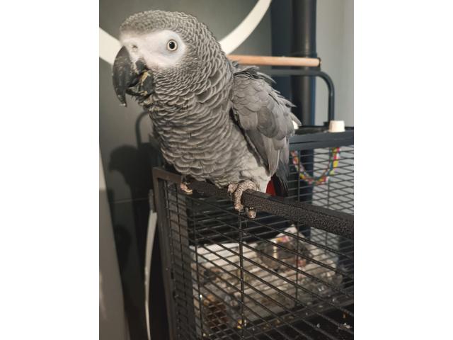 Photo Male gris du gabon image 4/4
