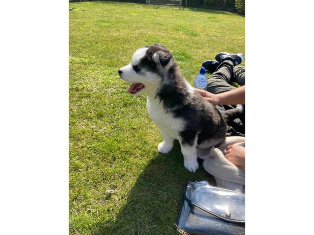 Photo Mâle husky pour saillie image 4/6