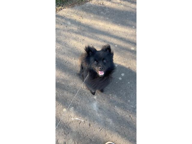 Photo Mâle pour la Saillie spitz allemand image 4/6