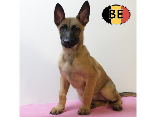 Photo Malinois - Splendides chiots à vendre image 4/6