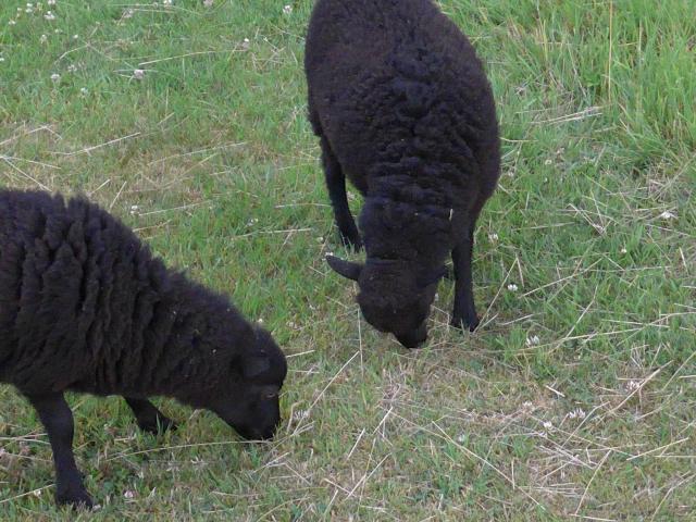 Photo Moutons Ouessant pure race image 4/6