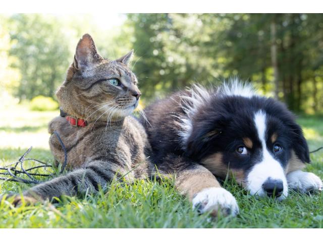 Photo Nourriture saine et naturelle pour chiens, pour chats image 4/5