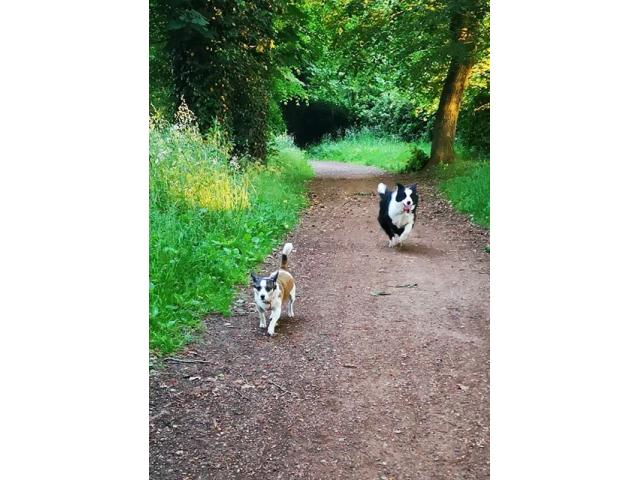 Photo Nous gardons votre chien en famille (6€/jour) image 4/6