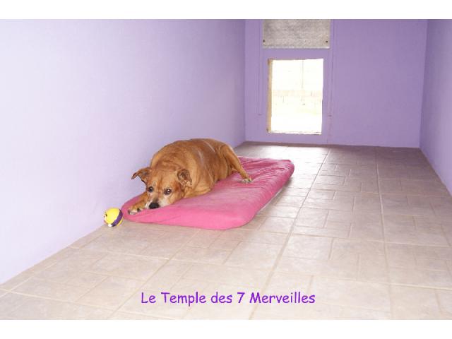 Photo Pension canine féline éducation élevage toilettage autor 80 chiens image 4/6