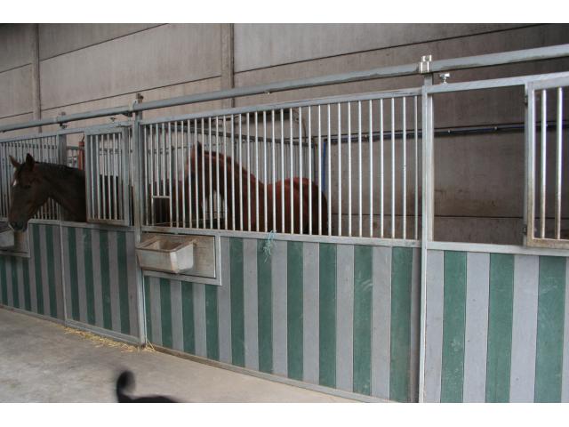Photo Pension complète chevaux - région Soignies - Enghien - Mons image 4/6