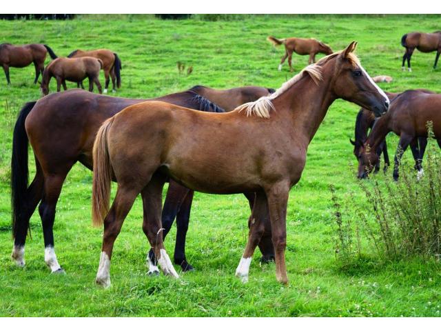 Photo pensions chevaux d'élevage image 4/4