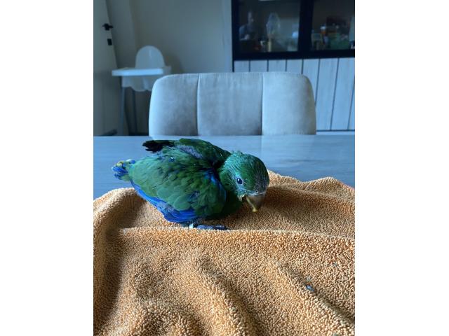 Photo PERROQUET ECLECTUS APPRIVOISER EAM image 4/5