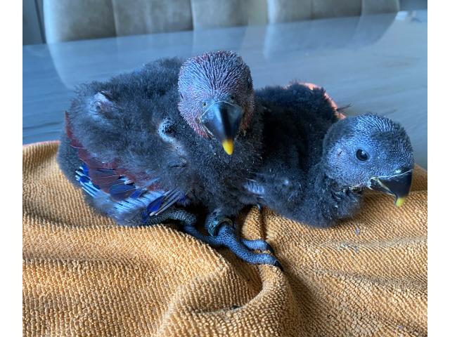 Photo PERROQUET ECLECTUS APPRIVOISER EAM image 4/6