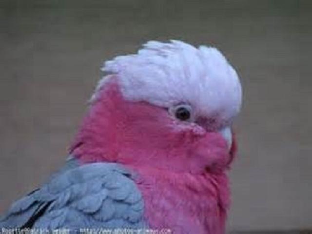 Photo Perroquets arrêt d'élevage image 4/5