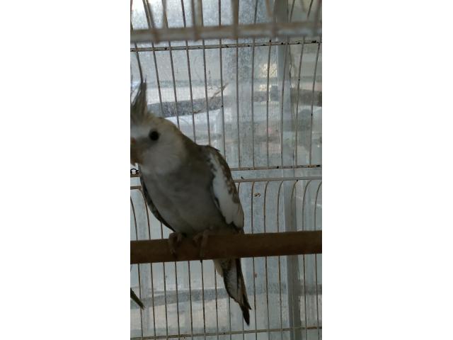 Photo Perruche calopsitte image 4/4