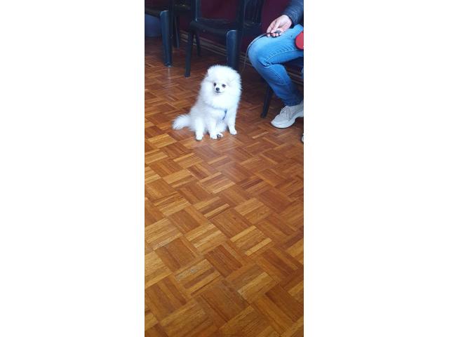 Photo Petit loulou de Pomeranie image 4/5