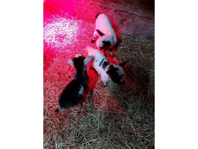 Photo petites chèvres naines suitées ,chevreaux castrés et chevrettes image 4/6