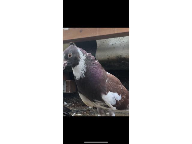 Photo Pigeon à vendre image 4/5