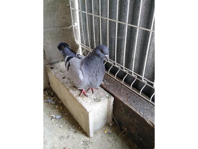 Photo Pigeon mondain image 4/4
