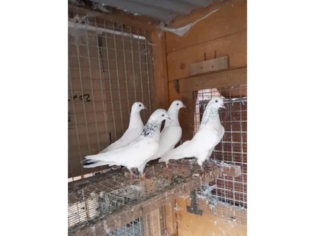 Photo Pigeon tipler image 4/4