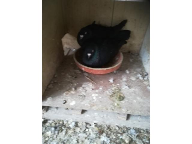 Photo pigeons adultes pour élevage image 4/4