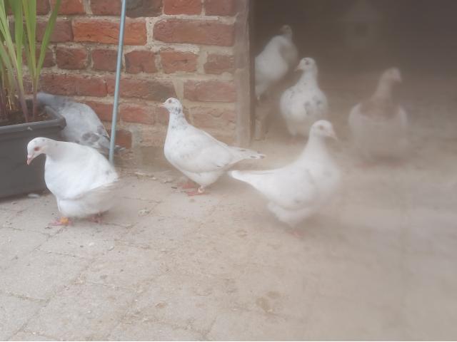 Photo Pigeons de forme et de rapport image 4/4