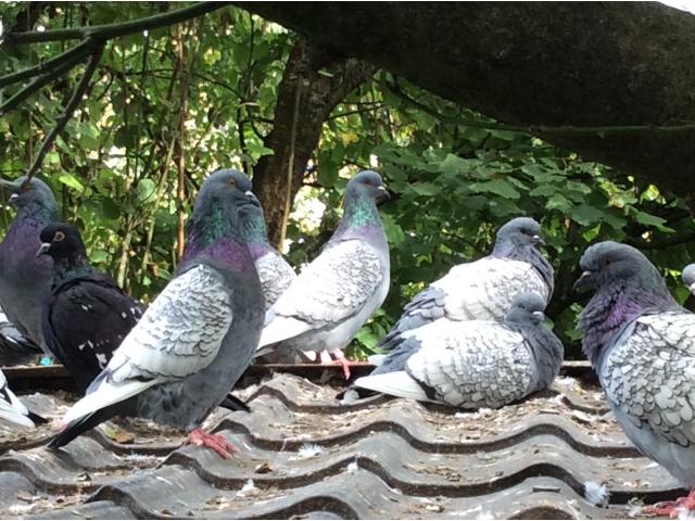 Photo Pigeons lynx de Pologne image 4/6