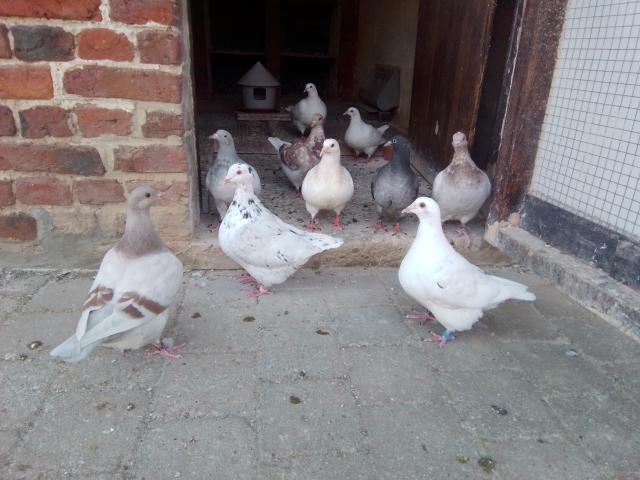 Photo Pigeons très familiers d'origine américaine image 4/5