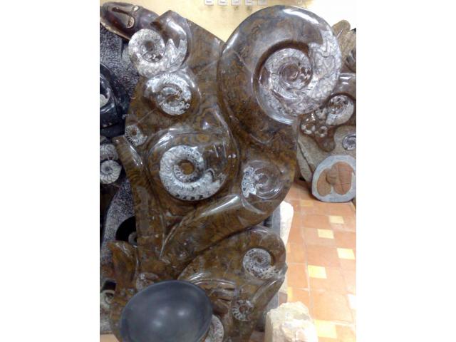 Photo Plaque de fossile d'orthocére et ammonite image 4/5