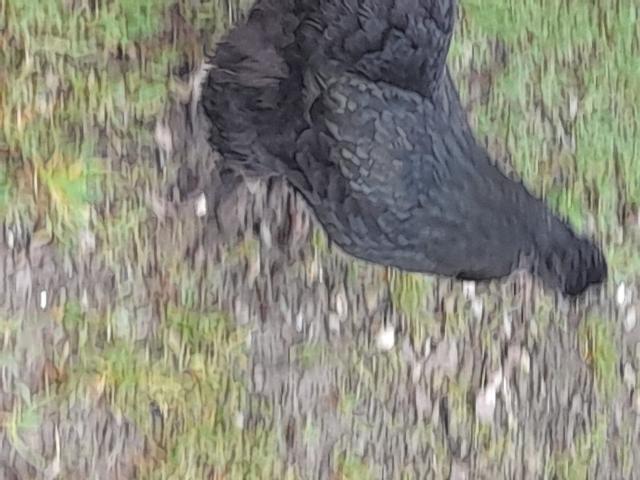 Photo plusieurs jeunes poules pondeuses image 4/4