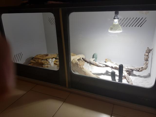 Photo Pogona vitticep red fir et terrarium image 4/4