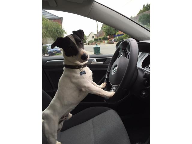 Photo Propose mâle Jack Russel pour saillie image 4/6