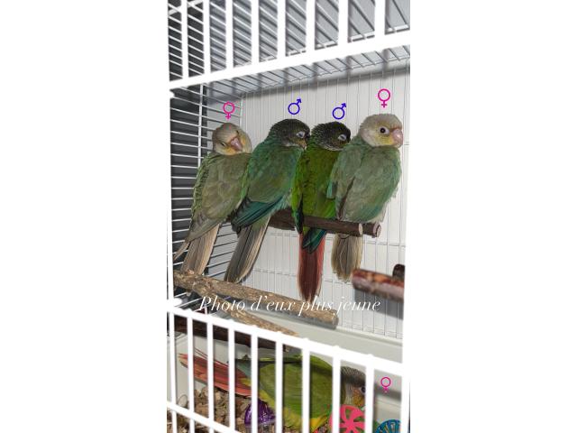 Photo Pyrrhura conure eam apprivoiser image 4/6