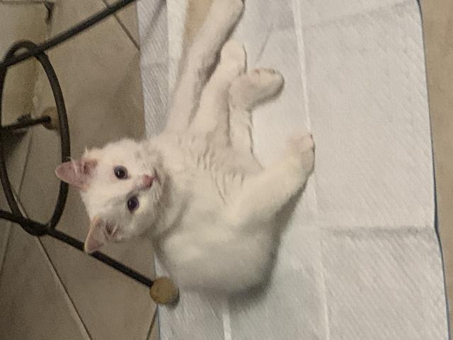 Photo Ragdoll pure race image 4/4
