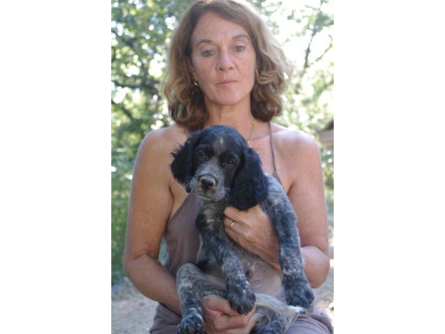 Photo Rare chiots epagneuls bleus de picardie LOF image 4/6