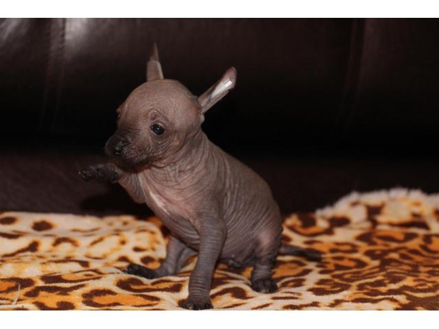 Photo Rare très jolie femelle chien nue du mexique Miniature image 4/4