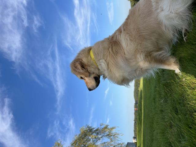 Photo Recherche femelle pour mon mâle image 4/4