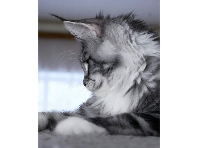Photo Recherche Maine Coon image 4/6