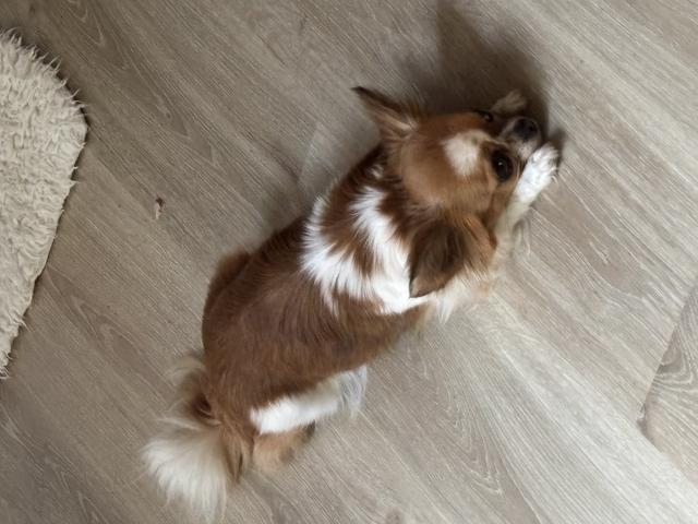 Photo Recherche mâle chihuahua pour saillie image 4/5