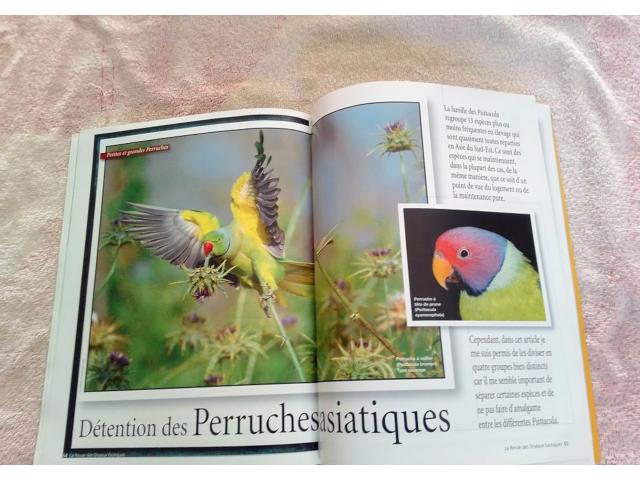 Photo Revue sur les PSITTACULAS les Lorius TRIMESTRIELLE ( mutations colorées etc documentations, revue 90 image 4/5
