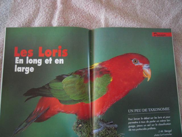Photo Revues LORIQUETS ( Swainson .. ) et les LORIS en long en large oiseaux exotiques, oiseaux documentat image 4/6