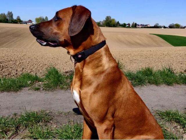Photo RHODESIAN RIDGEBACK (LOSH) pour SAILLIE image 4/6