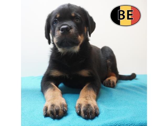 Photo Rottweiler Chiots puissants, nobles et équilibrés à vendre image 4/6